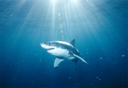 greatwhite
